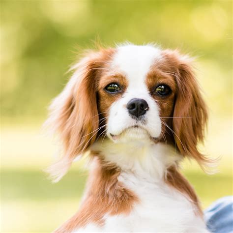 king charles spaniel cavalier pictures